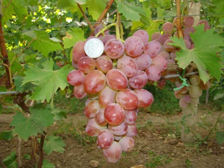 Виноград гелиос: описание и характеристики сорта, плодоношение и уход за гибридом