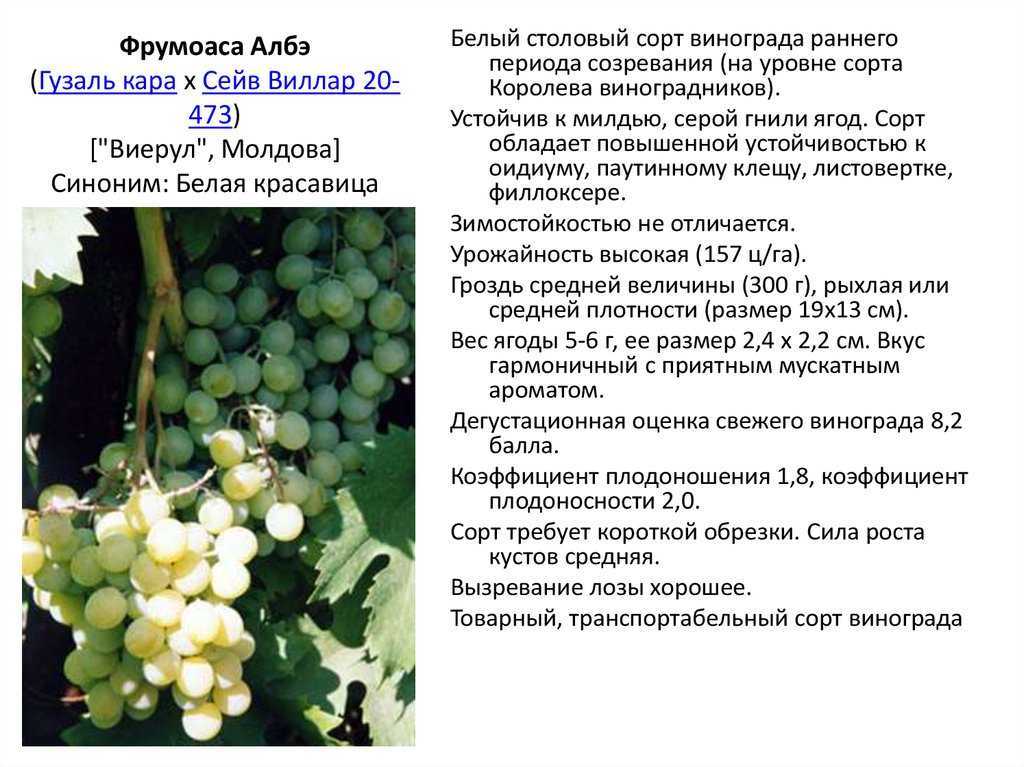 Сорт винограда красотка: описание, фото