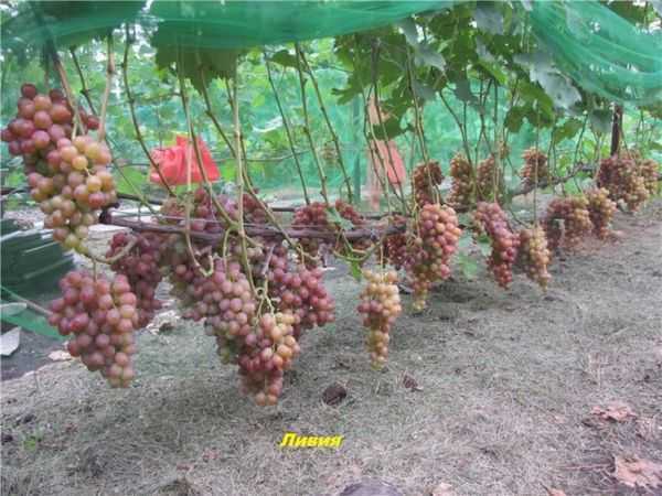 Виноград ливия: характеристика сорта и сроки вызревания