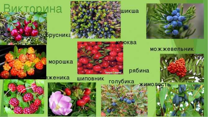 Брусника и клюква: отличия (24 фото) чем отличаются и что лучше выбрать, полезные свойства, как отличить и польза ягод - фермеру