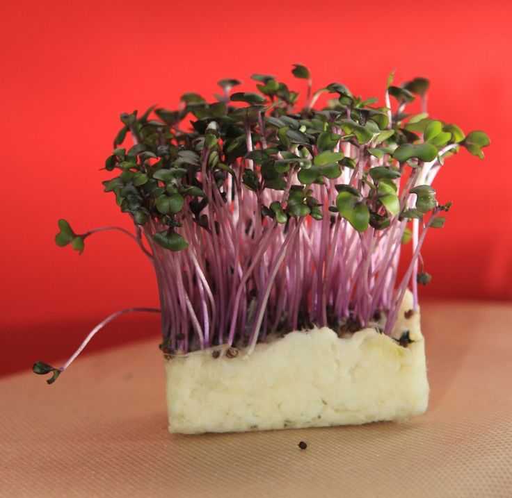 Кресс салат выращивание из семян на подоконнике зимой в домашних условиях лучшие сорта