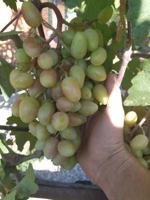 Виноград сенсация: характеристика и описание сорта, уход и віращивание