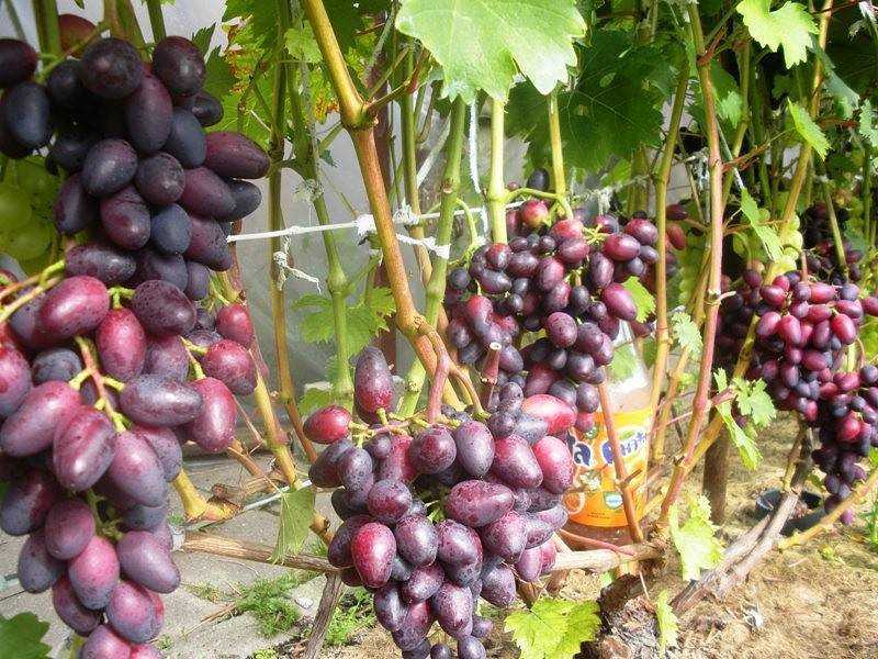 Виноград "красотка": описание сорта, фото, отзывы