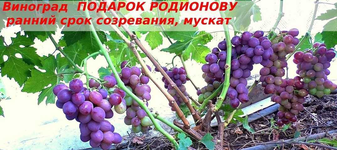 Виноград "красотка": описание столового сорта, особенности выращивания, ухода и отзывы с фото