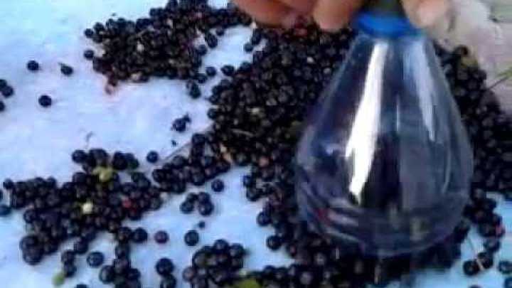 Как сохранить чернику на зиму в свежем виде, чтобы сохранились все витамины