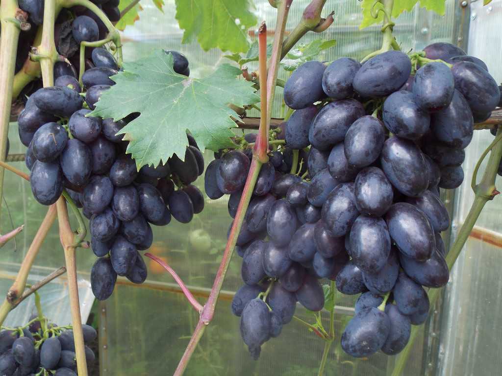 Виноград фуршетный: описание и особенности выращивания сорта