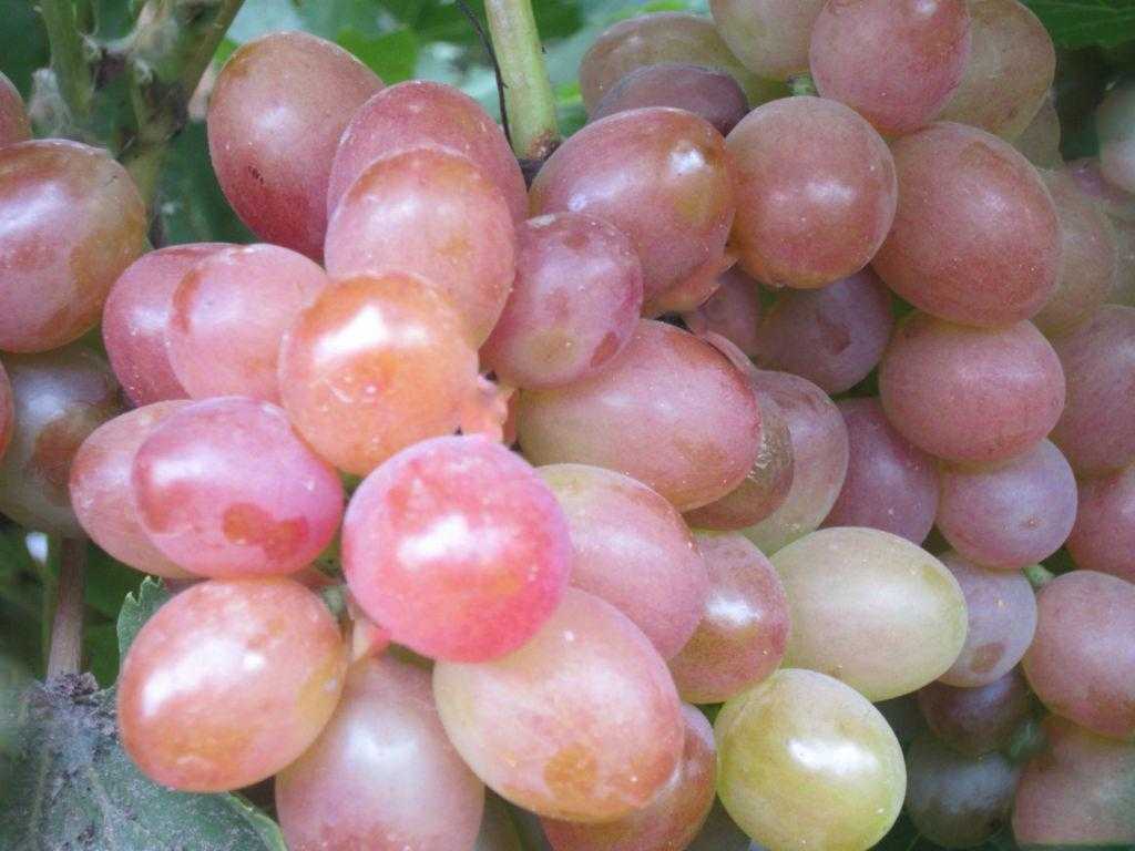 Виноград гелиос: описание сорта, фото и отзывы