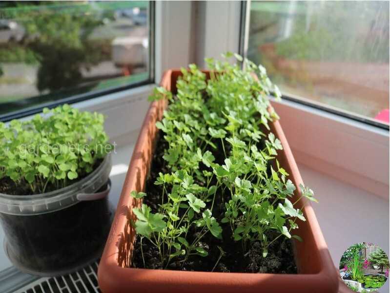 Шпинат: выращивание на подоконнике в домашних условиях