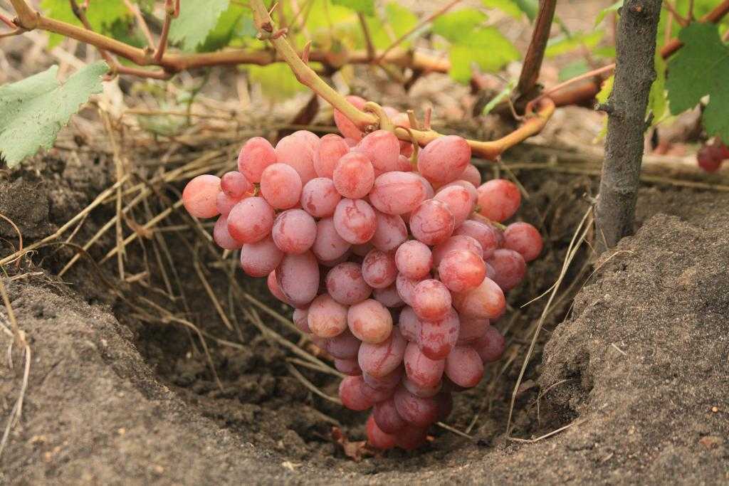 Винограда гурман ранний: фото, описание сорта