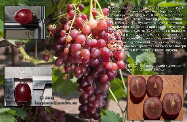 Опрыскивание винограда от болезней и вредителей: сроки, схема, график, препараты