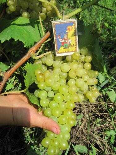 Сорт винограда кишмиш 342 (кишмиш венгерский): фото, отзывы, описание, характеристики.