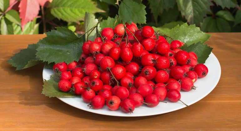 Свежие ягоды боярышника: полезные свойства для мужчин и женщин