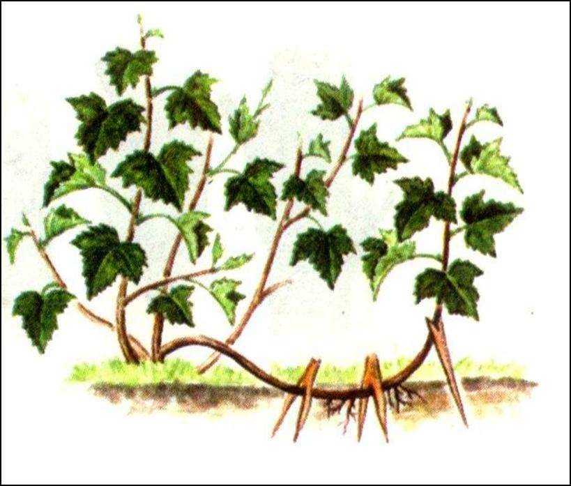 Смородина белая: популярные сорта, их полезные свойства и кулинарные достоинства