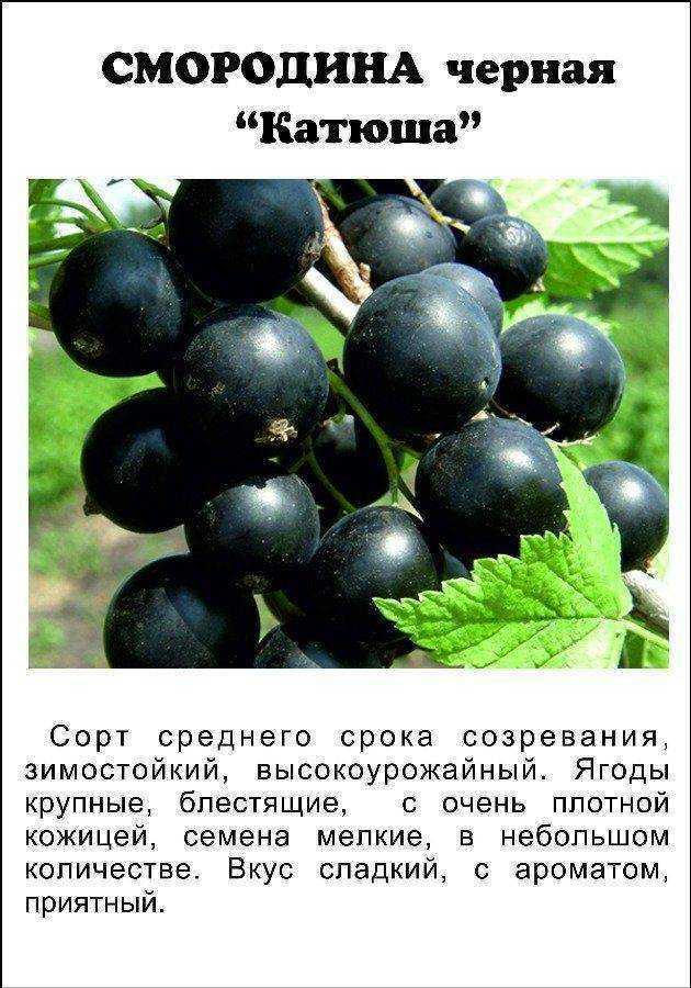 Описание черной смородины сорта белорусская сладкая, посадка и уход