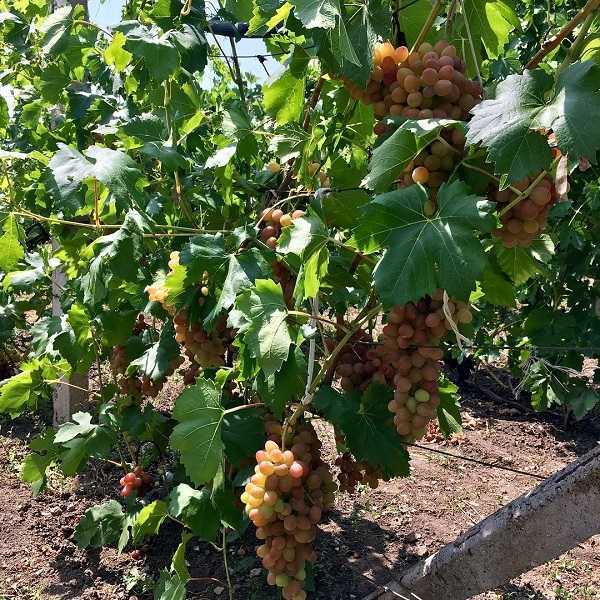 Сорт винограда «ливия», описание с фото и видео