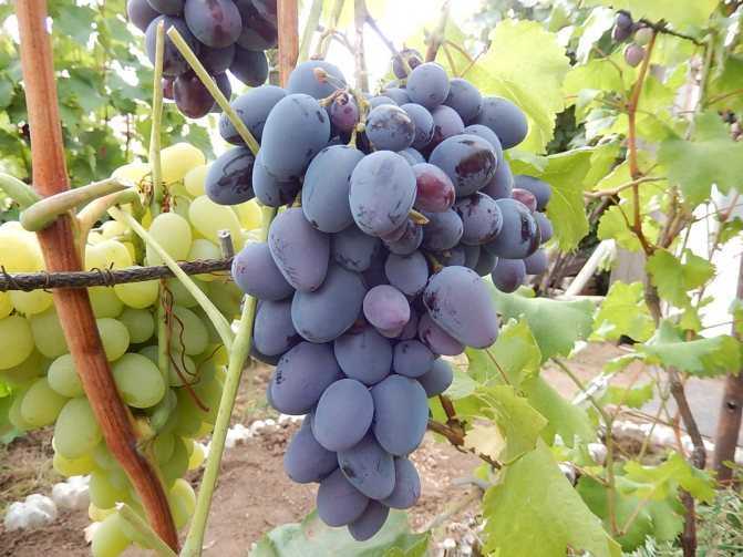 Сверхранние сорта винограда: выбираем лучший для посадки