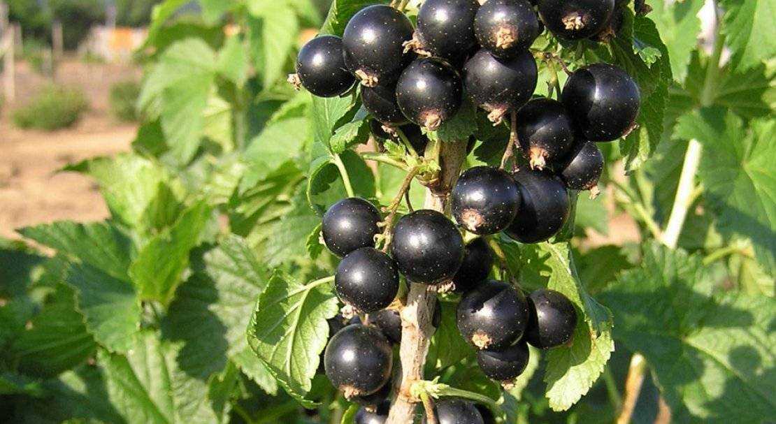 Чёрная смородина селеченская и селеченская-2: выращиваем полюбившиеся садоводам сорта