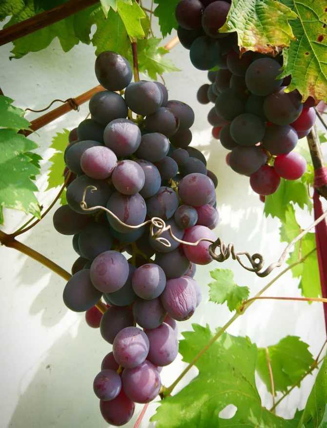 Виноград сорта низина видео. описание винограда низина, особенности выращивания, преимущества и недостатки сорта