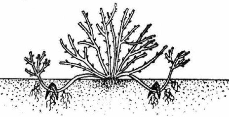 ᐉ зеленое черенкование - способ размножения кустарников, деревьев, видео