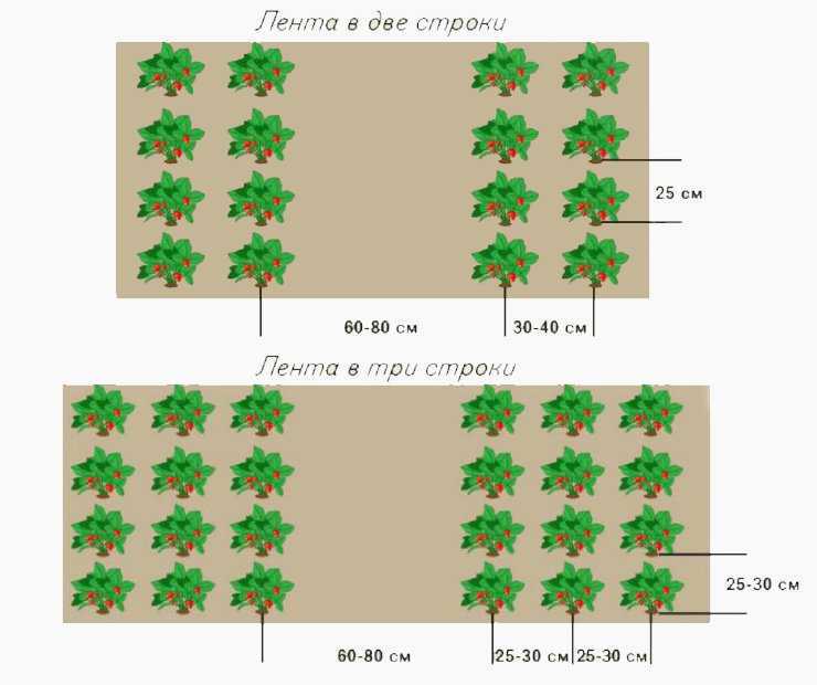Агроволокно для клубники: схема и инструкция по применению укрывного материала. как правильно посадить клубнику (100 фото)