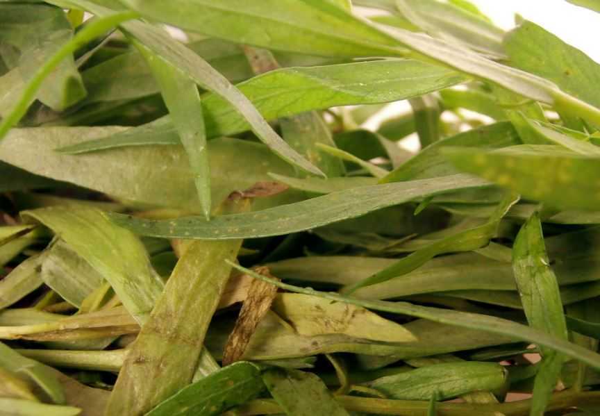 Эстрагон (тархун) — его свойства пользы и вреда; выращивание растения; фото рецепты с ним