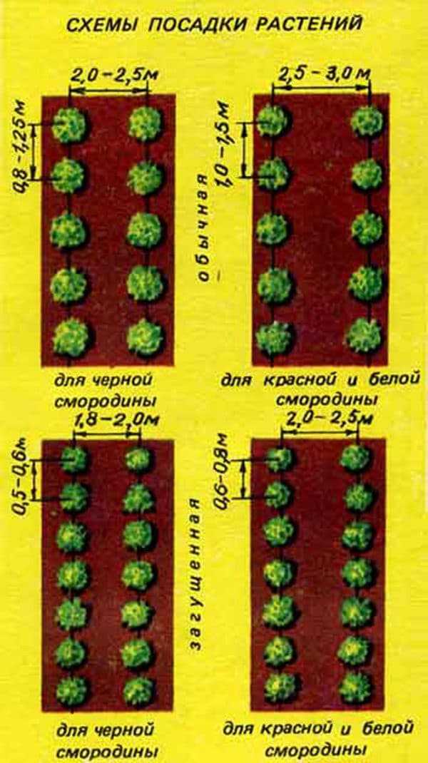 Как правильно посадить черную смородину весной и посадка саженец в открытый грунт