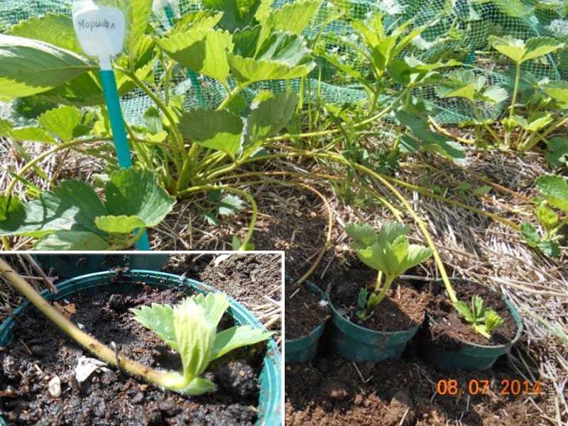 Как вырастить сельдерей из семян: основные правила посадки, выращивания и последующий уход