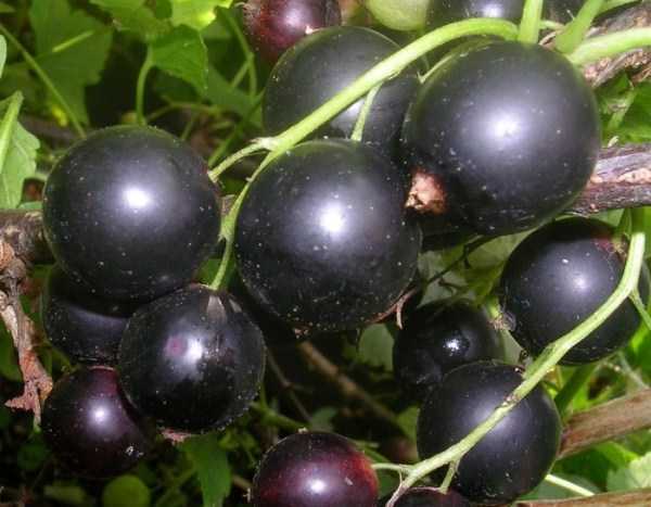 Описание сорта черной смородины гулливер: достоинства и недостатки, выращивание и уход