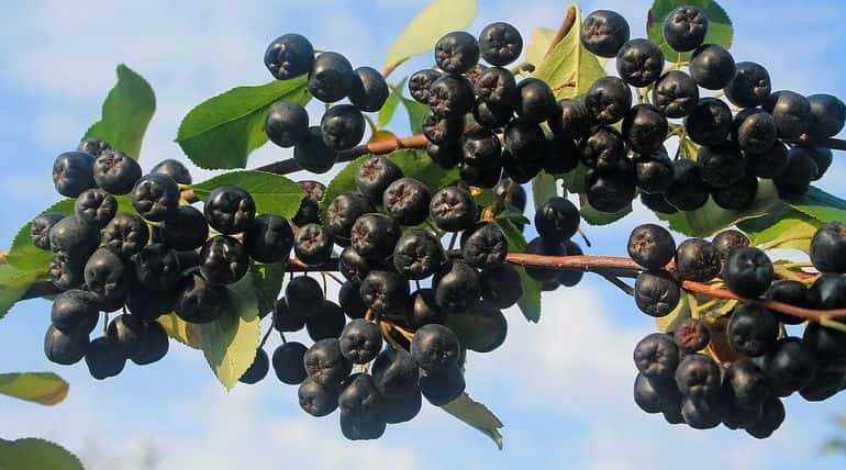 Арония (черноплодная рябина) - выращивание и уход, в том числе в подмосковье, сибири, а также описание сортов с характеристикой и отзывами