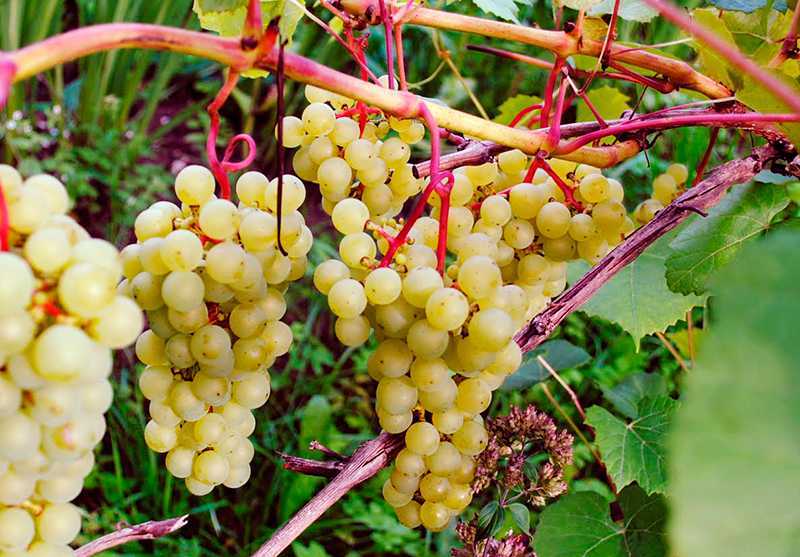 Дарья — гибридная форма винограда