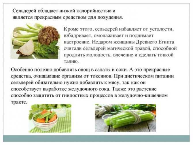 Особенности листового сельдерея, какую пользу он приносит организму и как его использовать в рационе. Простые рецепты приготовления вкусных блюд.