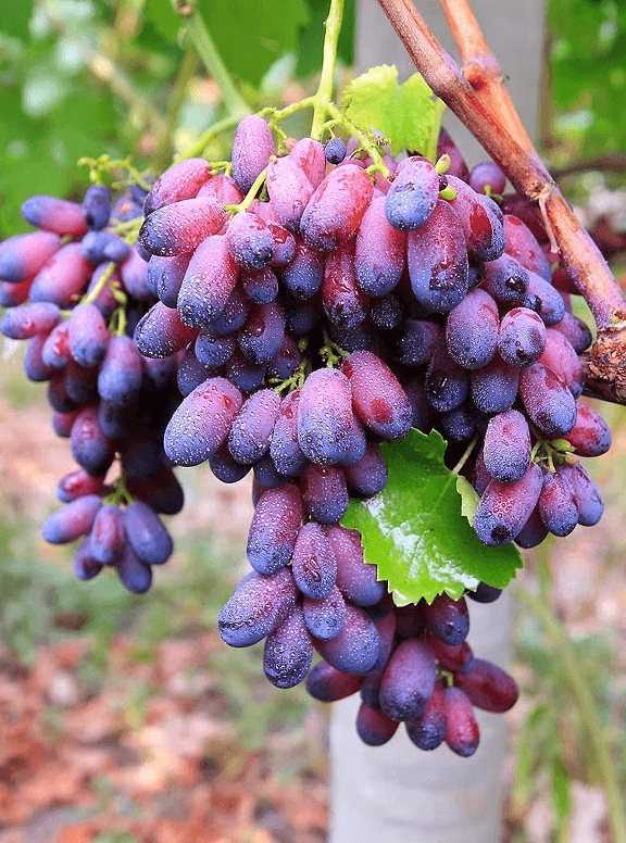 Виноград красотка