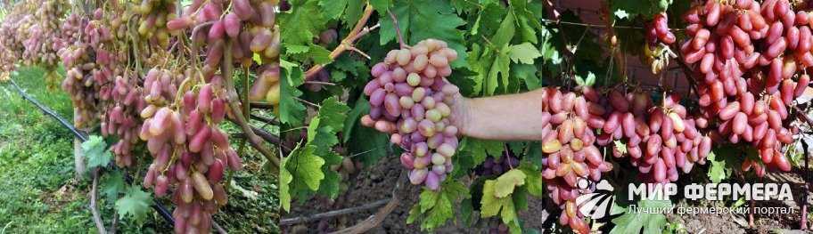 Чем хорош сорт винограда «юлиан» и как за ним ухаживать