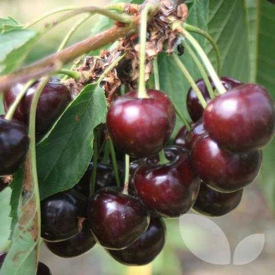 Самоплодные сорта вишни: что это такое, какие из них самые лучшие для средней полосы и самарской области