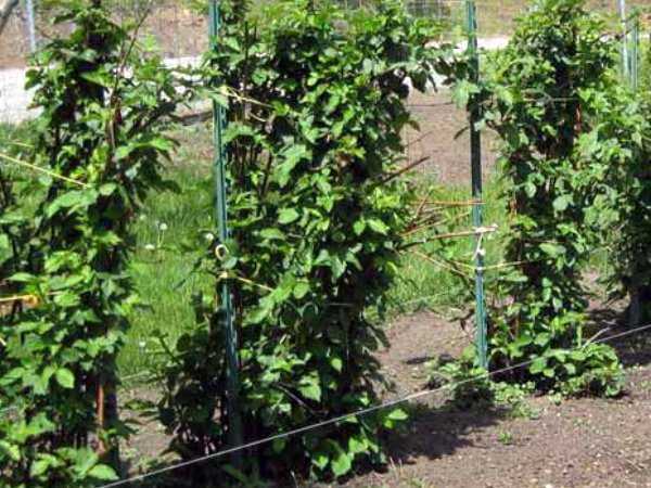 Cадовая ежевика - полезные советы по выращиванию ягоды на участке