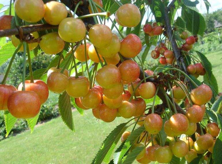Сорта вишни — 105 фото сортов и видов вишни. подробная инструкция по выращиванию вишни