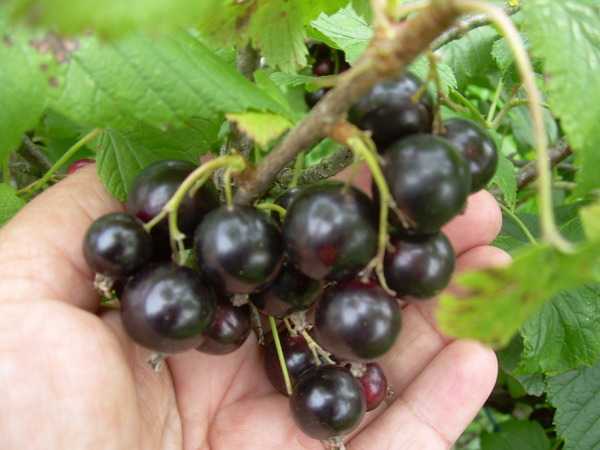 Сладкие и крупноплодные сорта черной смородины: описание сортов по сроку созревания