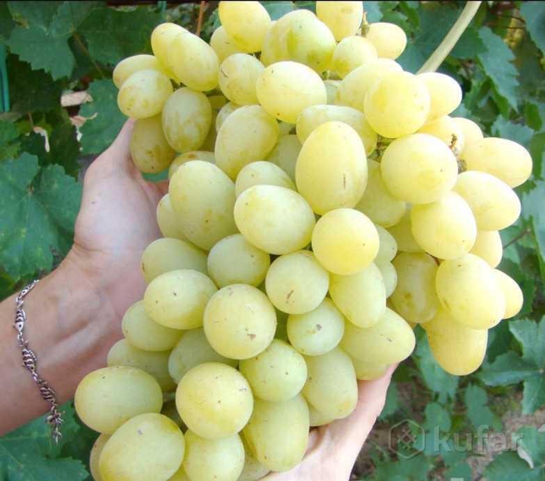 Виноград сорта ландыш: тандем урожайности и морозоустойчивости