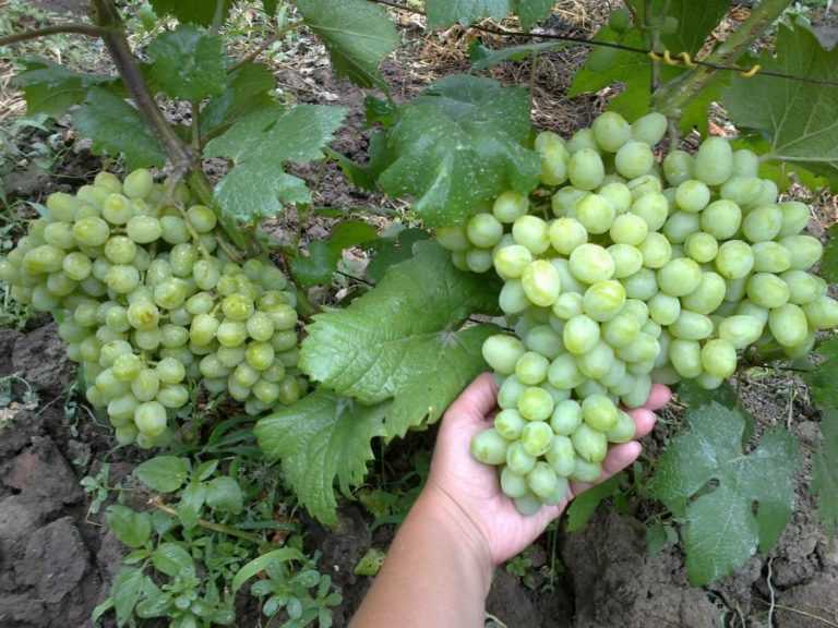 Виноград галахад: описание сорта, уход, выращивание и отзывы