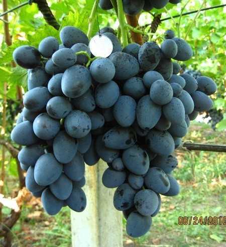 Виноград ванюша – нет треску ягод