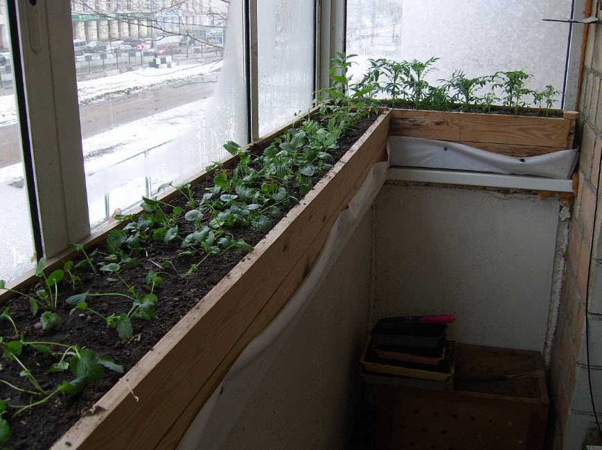Клубника на балконе выращивание. лучшие сорта для балкона