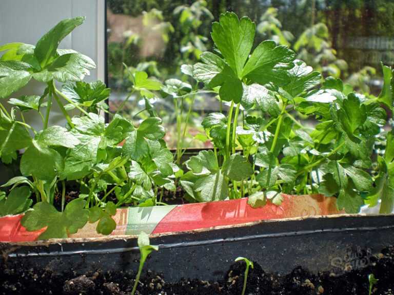 Выращивание укропа и петрушки на подоконнике – 3 пошаговые инструкции для новичков