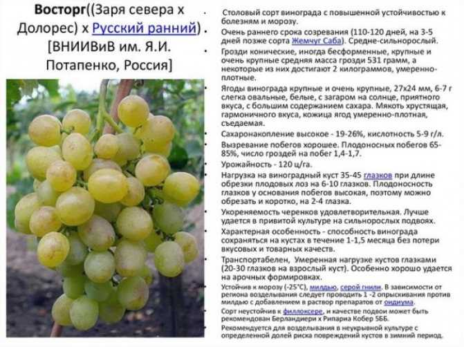 Русский ранний — неприхотливый сладкий столовый сорт винограда