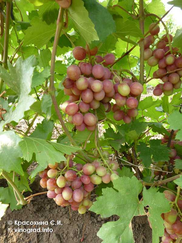 Виды винограда — как определить и узнать сорт по внешнему виду