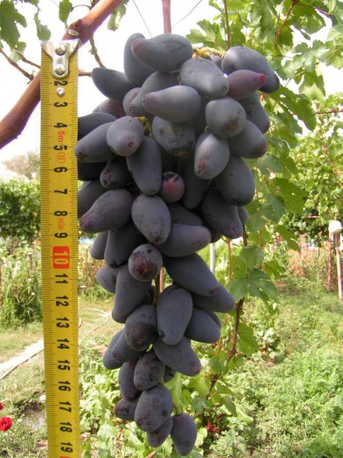 Сорта винограда - как определить по внешнему виду технические, как узнать лучший, определитель