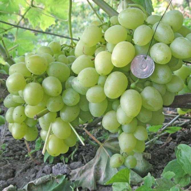 Виноград кристалл: описание сорта с характеристикой и отзывами, особенности посадки и выращивания, фото