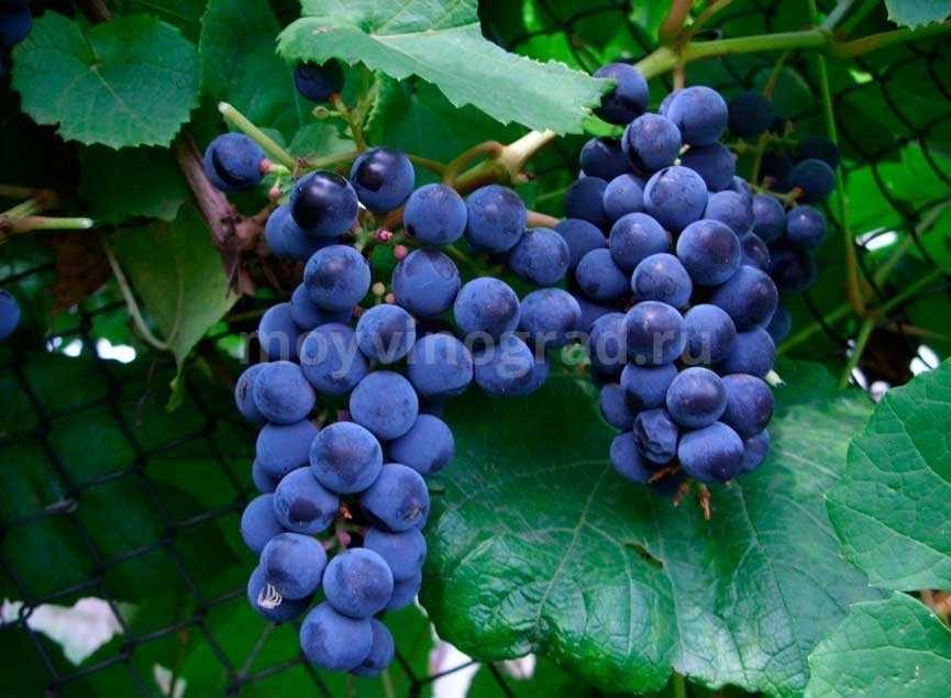 Виноград Зилга: описание сорта, фото, отзывы. Рекомендации по выращиванию и уходу.