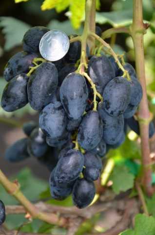 Группы и сорта винограда. описание, отзывы, фото — ботаничка.ru
