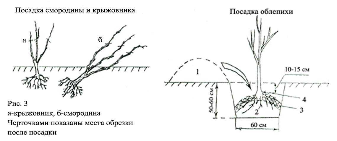 Смородина виксне: описание сорта красной смородины, выращивание - посадка и уход