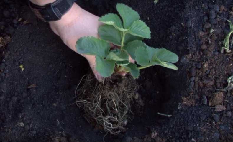 Посадка клубники рассадой: как и когда сажают весной, красиво, метод посадки клубники в грунт и под агроволокно, сроки посадки